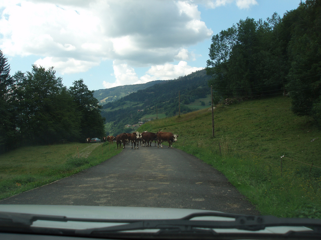 probleme: un troupeau de vaches sur la route