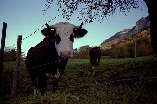 Une vache dans son champ