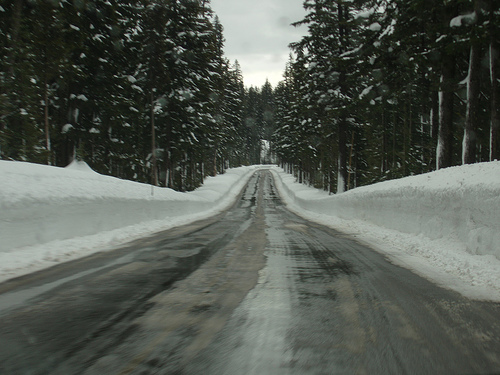 Road in the forest and the snow