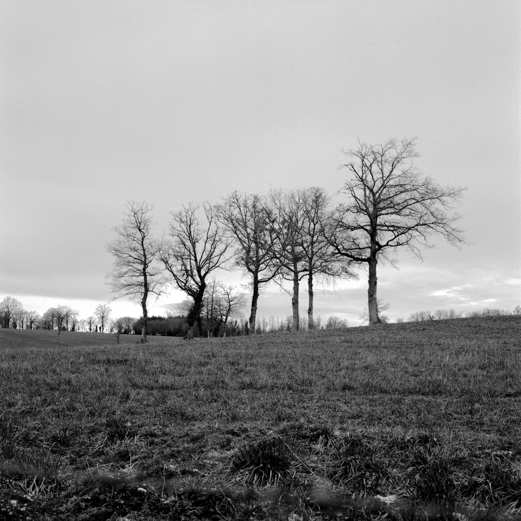 Des arbres au milieu d'un champ