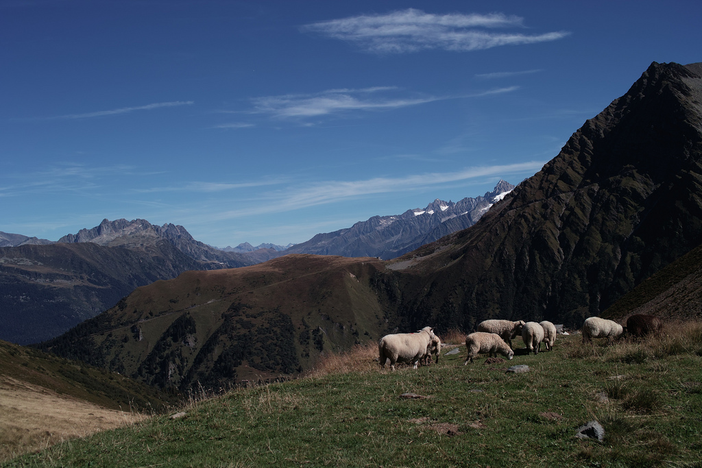Des moutons au col de Tricot