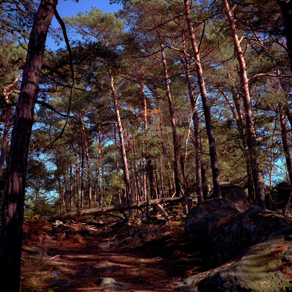 Foret de Fontainebleau